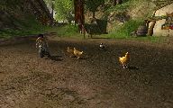 Bildschirmphoto von freilaufenden Hühnern - Klicken für Vollansicht